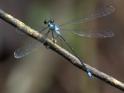 Philogenia peacocki (Blue Flatwing)-2.jpg